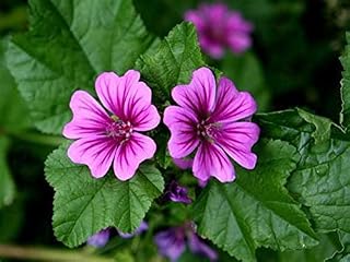 50 Seeds Malva Sylvestris Organic