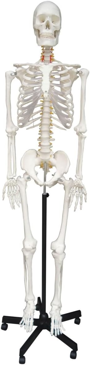 Wellden Cranstein A-111 Skeleton Model Life-Size 180 cm with Anatomy Poster - Anatomy Model as Learning Model or Teaching Aid