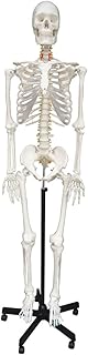 Wellden Medical Anatomical Human Skeleton Model, 170cm, Life Size, w/Nerves, Vertebral Arteries, Stand Included