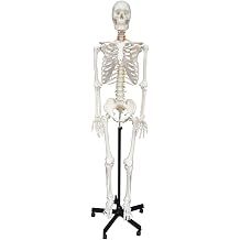 Wellden Medical Anatomical Human Skeleton Model, 170cm, Life Size, w/Nerves, Vertebral Arteries, Stand Included