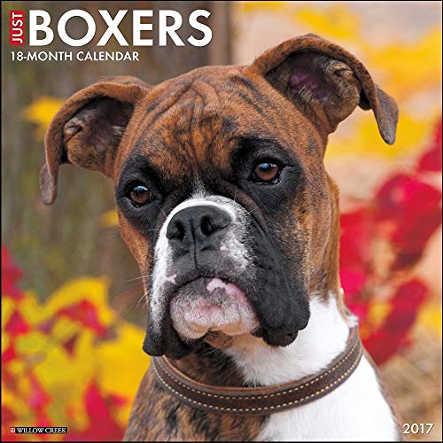 Just Boxers 2017 Calendar