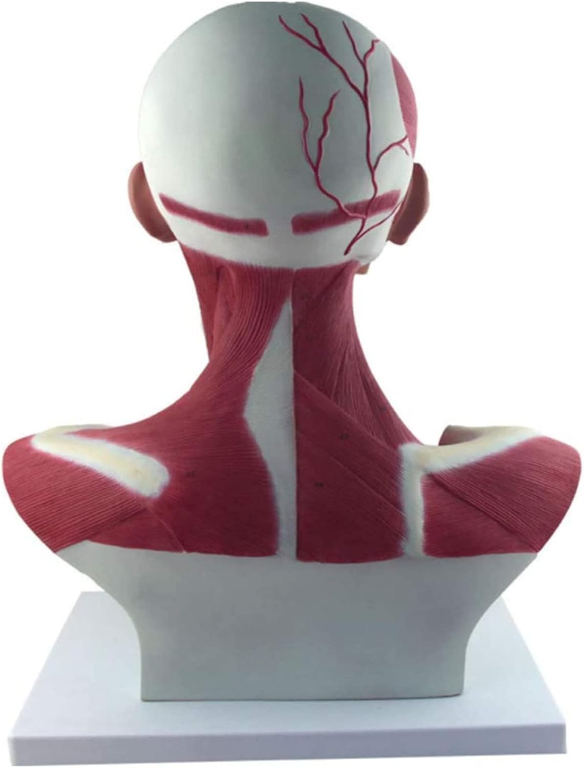 Modele Anatomii Medycznej Ludzkiej Głowy I Szyi, W Tym Mięśni, Naczyń Krwionośnych, Nerwów I Modeli Anatomii Mózgu, Są Wykorzystywane Do Nauczania I Szkolenia Materiałów Medycznych