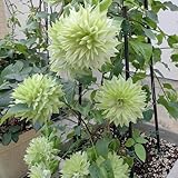 Clematis Bulbs for Planting Excellent Display Indoor Perennial Balcony Garden Bulbs Can Be Potted-3bulbs-H - Image 1