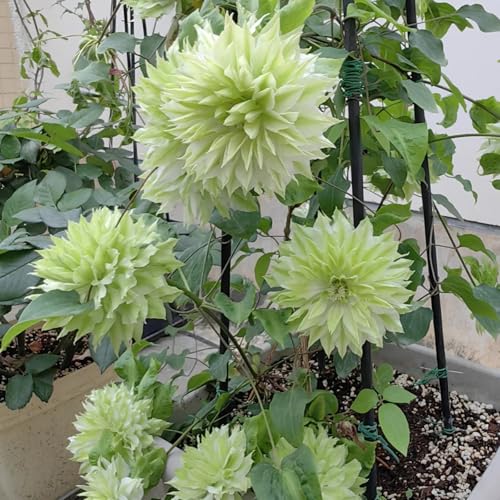 Clematis Bulbs for Planting Excellent Display Indoor Perennial Balcony Garden Bulbs Can Be Potted-3bulbs-H