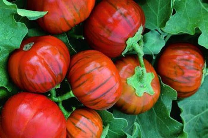 15 Turkish Orange Eggplant Seeds