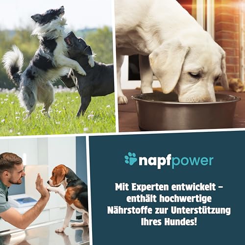 Napfpower Gelenktabletten Hund (125 STK.) mit Grünlippmuschel - Leckerli mit MSM, Teufelskralle, Glucosamin, Hyaluron & Kurkuma Unterstützt die Gelenke & Knochen