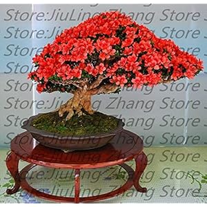 10pcs indoor semi di sakura rari bonsai fiore fiori di ciliegio albero fiori di ciliegio semi di piante bonsai per la casa e amp; Giardino: Only Seeds