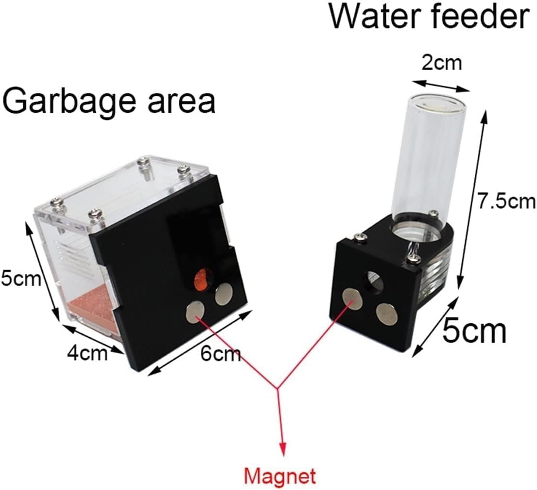 Scatola per allevamento formiche – Grande habitat per osservare formiche vive, formicarium regina, scatola per insetti per alimentazione e officina