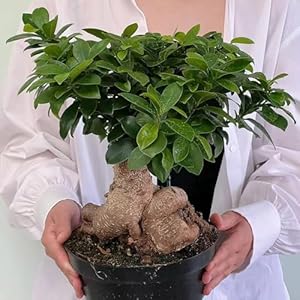 50 stuks ficus ginseng bonsaizaden, Echte bonsaiboom, cadeau voor tuinliefhebbers (Ficus microcarpa) bodembedekker, rotstuinplanten Bonsai, bodembedekkerzaden winterhard tuin, exotische