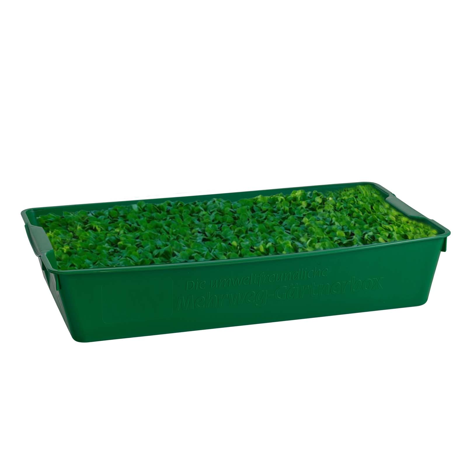 Gärtnerbox 58x32x11 cm 4er Set Pflanzschale Anzuchtwanne Grün Aussaatschale | BURI Pikierschale robust, wetterfest und frostfest für Saatschalen, Pflanzwanne, Gewächshaus und Pflanzenanzucht