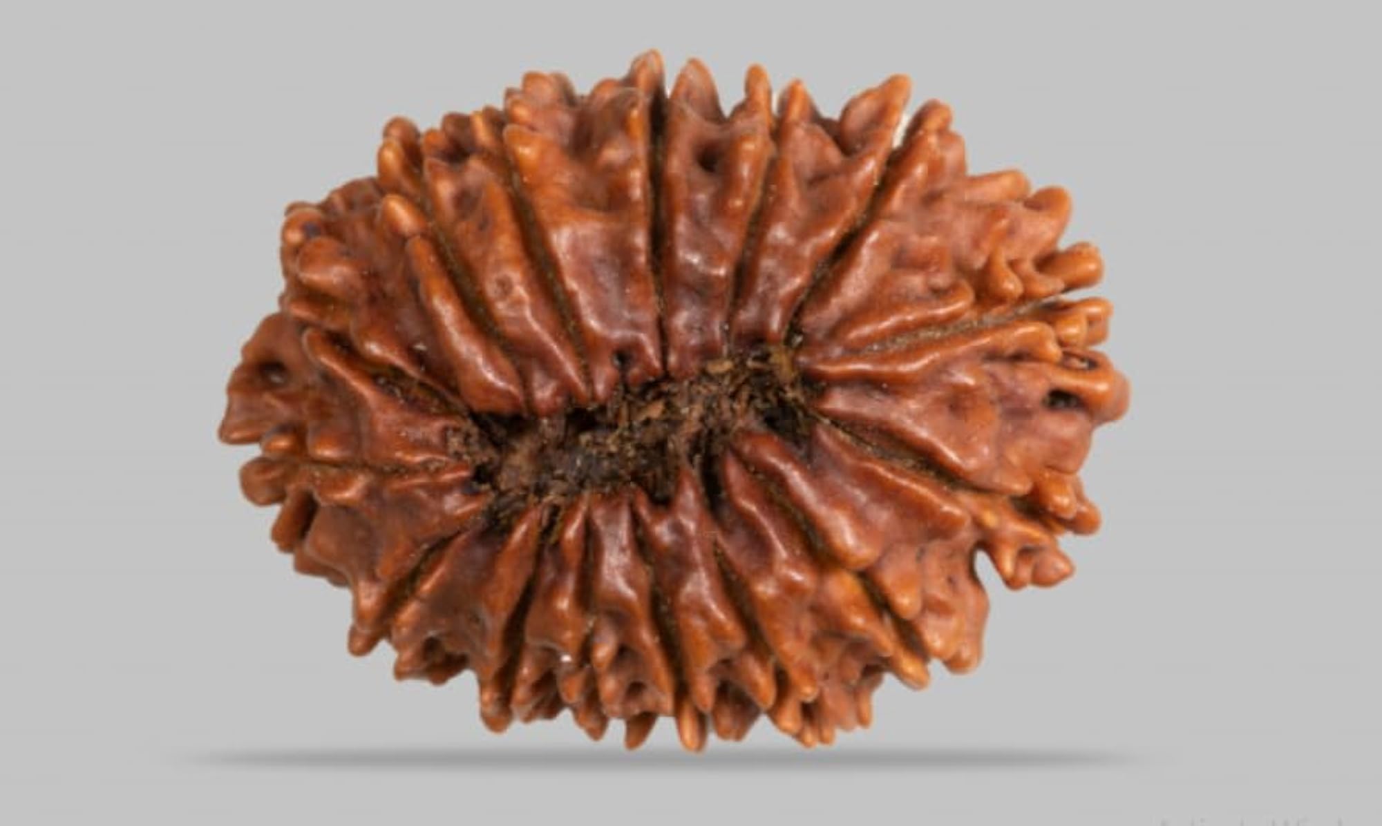 15 Mukhi Rudraksha Original Certified Bead