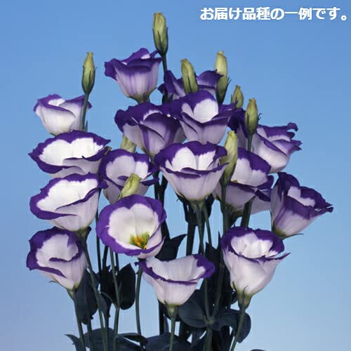 Amazon.co.jp: トルコキキョウ ミックス 1ポットに3芽入ってい