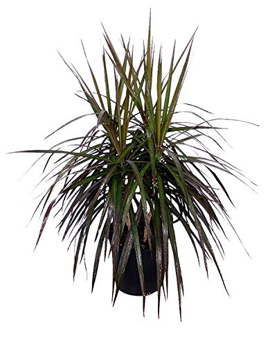 PlantVine Dracaena marginata 'Magenta', Madagascar Dragon Tree - Large, Bush - 8-10 Inch Pot (3 Gallon), Live Indoor Plant