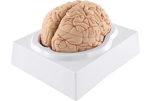 WICHEMI Life-Size 9-Part Brain Model STEM Educational Science Kit for Kids