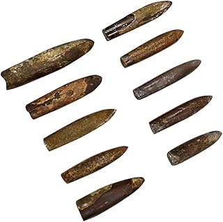 Toyvian Fish Stone Fossil Teaching Specimen Fossil Collection Kit Paleontology Specimen Tools for Kids Table Top Decor Kids Decor Fossil Adornment Fossil Decoration Children Toys Ore