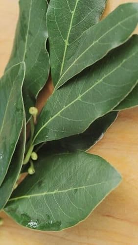 Buy4seeds Herb - Fresh Bay Leaves - 18 Mixed Size