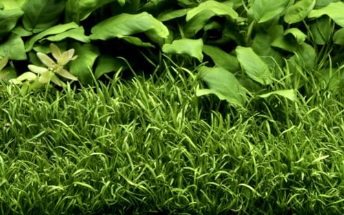 AquaOne Aquarium Pflanze Lilaeopsis brasiliensis I Wasserpflanze Aquariumpflanze Ausläufer voll durchwurzelt einfach pflegeleicht Aquascaping Dekoration