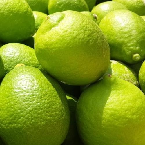 [先行予約]紀州和歌山 有田レモン(ご家庭用)約3kg [MS70]