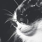 The Big Book of Biscuit