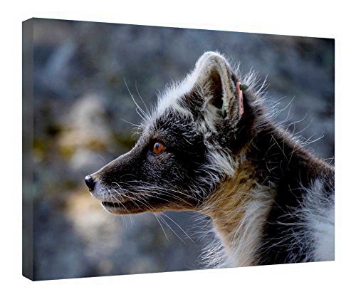 Tableau renard arctique noir sur toile encadrée bois idée cadeau déco