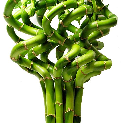 5 x Lucky Bamboo 30cm Spiral Stems for Indoor Plant Pot Garden Windowsill Bowl