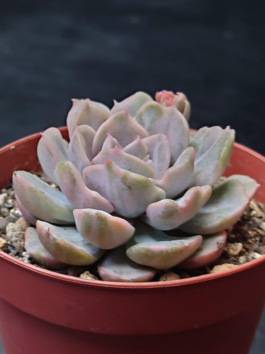 【サービス品@1980〜】ピンクファンキー錦 多肉植物 ピンクファンキー錦 韓国苗 多肉植物 pariʚ