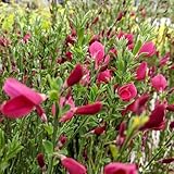 semi resistenti di ginestra - riproduttrici, arbusti da smi di ginestra Le da giardino sono perenni resistenti, 100pcs