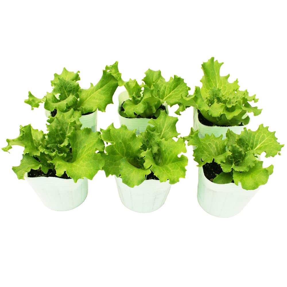 Amazon.co.jp: リーフレタス パリグリーン 野菜苗 6ポットセット 3号