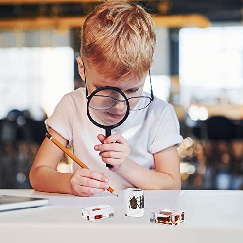 image for Macarrie 12 Pcs Insect in Resin Specimen Bugs Collection Arachnid Resi