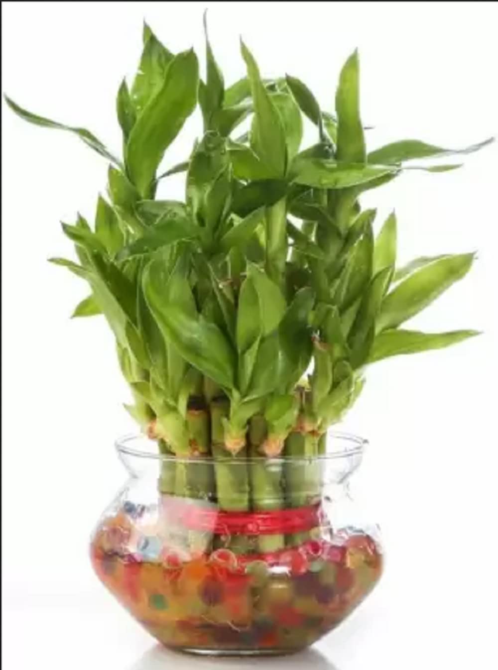 AGAMI Green 2 Layer Lucky Bamboo Plant with Big Round Glass Pot and Colored Jelly Balls Seed (1 per Packet)