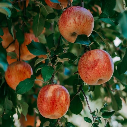 Honeycrisp Apple Tree Live Plant 3 Feet Tall, Honey Crisp