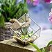 NCYP Small 3.93 Inches Geometric Glass Terrarium Box, Inclined Cube Clear Decorative Planter, Tabletop Air Plant Holder, Succulent Display Flower Pot, Black Centerpiece (No Plants, No Lid)