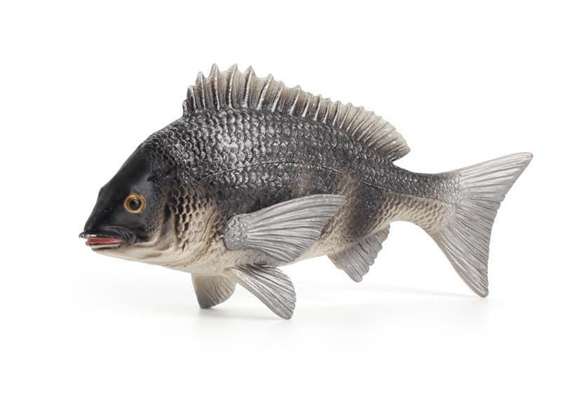 Amazon.co.jp: [猫神山] クロダイ 黒鯛 チヌ 海のサカナ フィギュア