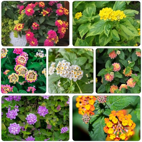 lantana semillas de exóticas semillas de perennes perennes resistentes para pleno sol jardín interior silvestres jardín primavera 55pcs