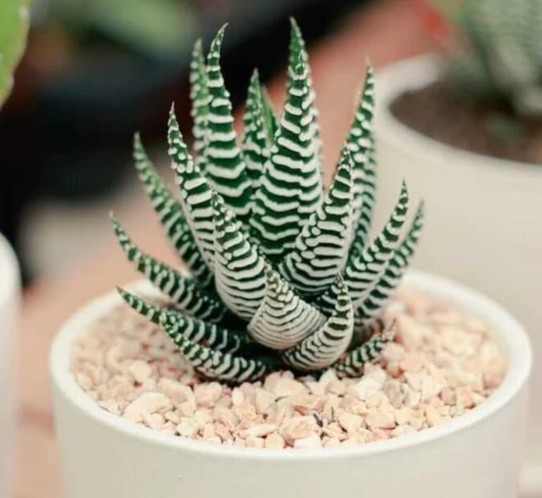 Zebra Haworthia Succulent Plant in White Ceramic Pot with Pink Gravel, Live Indoor Decorative Plant-image-38