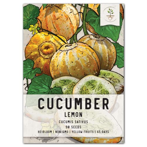 Seed Needs, Lemon Cucumber Seeds For Planting (Cucumis Sativus) Single Package Of 50 Seeds - Heirloom, Non-Gmo & Untreated #TOP18