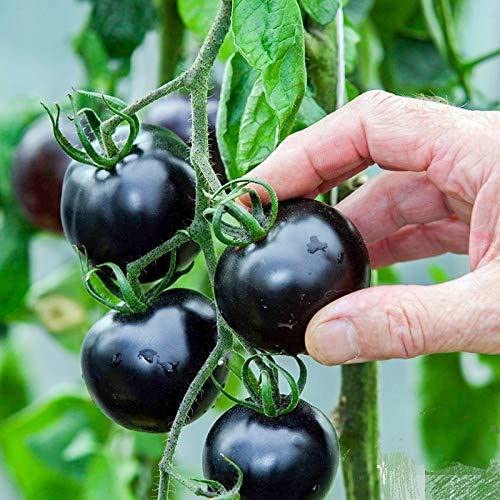 Zomoloco_? Seeds Black Tomato F1 Hybrid Heirloom_l1339(100per packet) (B0BHD7QKR8) Amazon Price History, Amazon Price Tracker
