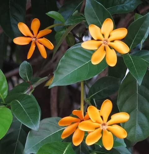 Mondal Plant Enterprise Rear Gardenia Flower Plant (B0BNC9PJ81) Amazon Price History, Amazon Price Tracker