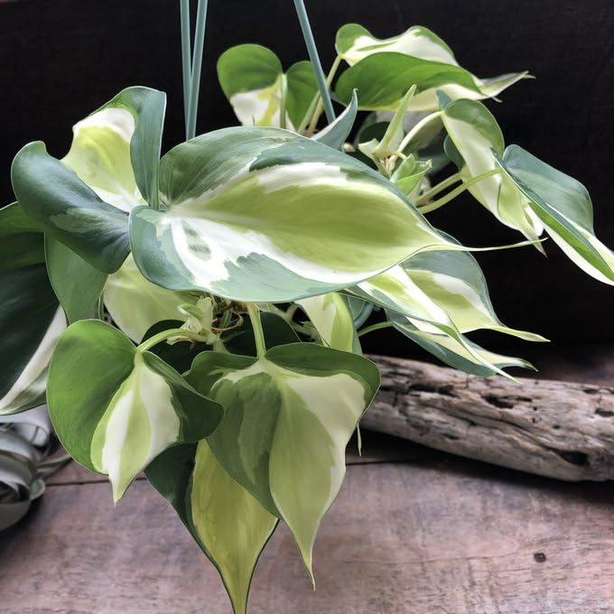 Amazon｜フィロデンドロン『クリームスプラッシュ』吊り下げ 観葉植物