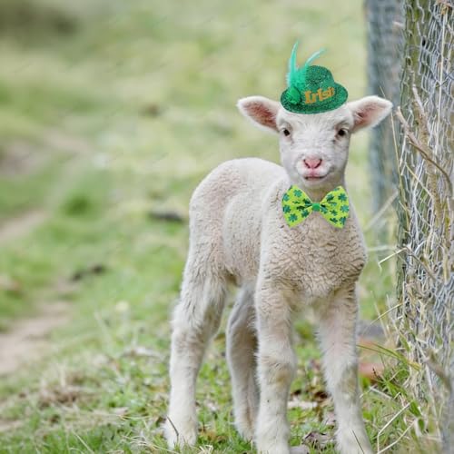 Sombrero de disfraz con trébol verde para mascota pequeño miniatura 4