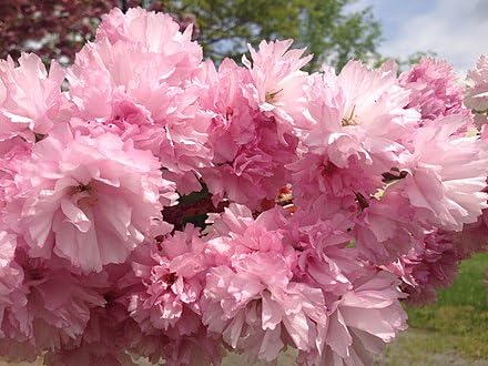 Kwanzan Cherry Tree - Double Pink Flowering - Live Plant Shipped 2 Feet Tall by DAS Farms (No California)