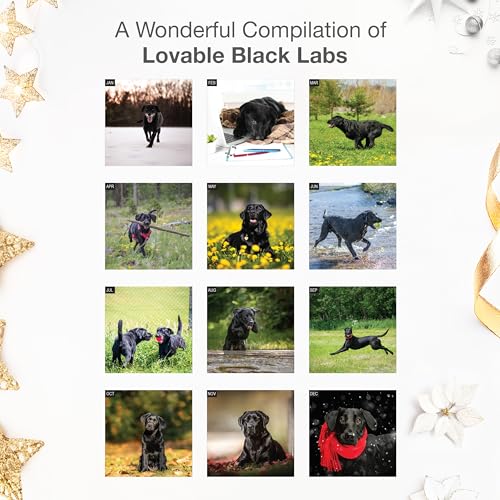 Image of RED EMBER Black Labs 2026 Wall Calendar 12 Month | 12 inch x 24 inch Open | Thick & Sturdy Paper | Giftable| Cute Labrador Retriever Puppy Dog Calendar 2026