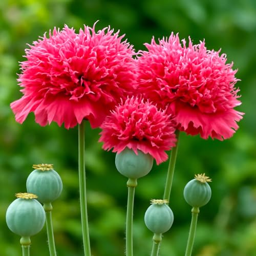 Roter Mohn Crimson Feathers – Gefüllter Schmuckmohn mit leuchtend roten Blüten – 100 Samen