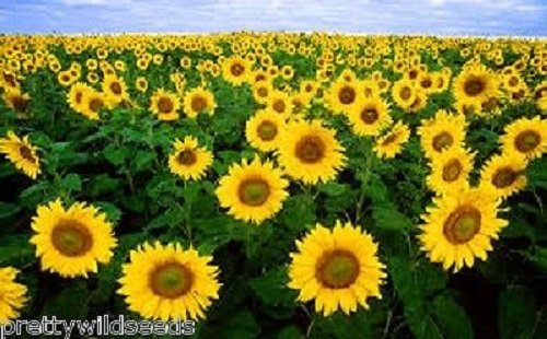 Sunflower Seeds Dwarf 250g Bulk Wholesale