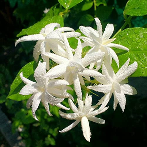 30 Units of JASMINE MAFIA (Arabian Jasmine Variant 2 - Jasmine 'Belle of India Elongata' (Jasminum Sambac)) 30 Units X 3 Kgs each plant= 90 Kgs