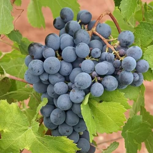 Carbeth Plants - Fruit Plants - Grow Your Own Fruit Garden - Black Grape Plant in 9cm Pot