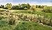 Harvest Gold Field Grass Woodland Scenics