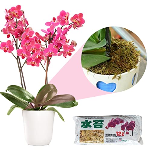 Encuentra la mejor selección de Macetas para jardin para comprar hoy. 20 Imagen adicional