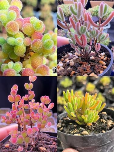 多肉植物 カット」の人気商品一覧 | 安い商品を通販サイトから探す