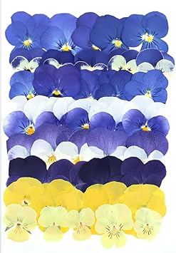 40 Pcs, 8 Types Natural Edible Dried Pressed Flowers for Cake Decor, Cocktails & Resin Art - Real Flowers for Drinks, Crafts & Baking